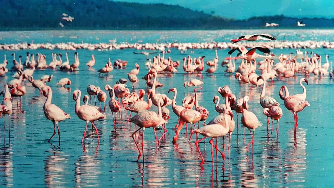 pink-flamingo